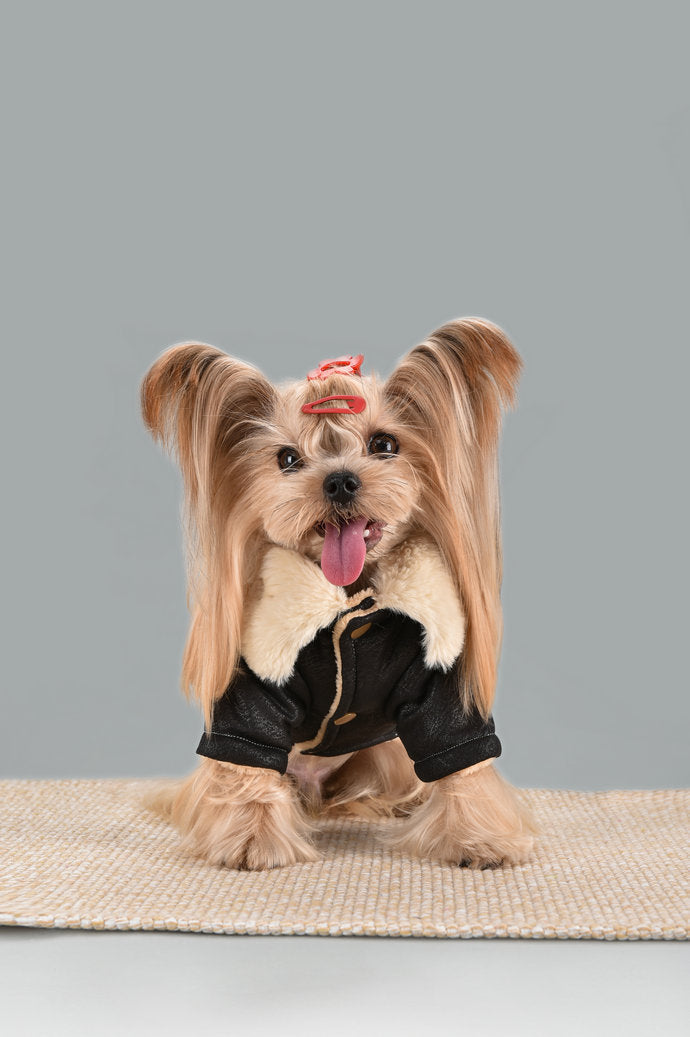 Manteau d'Hiver Douillet - élégance & Chaleur pour Chiens