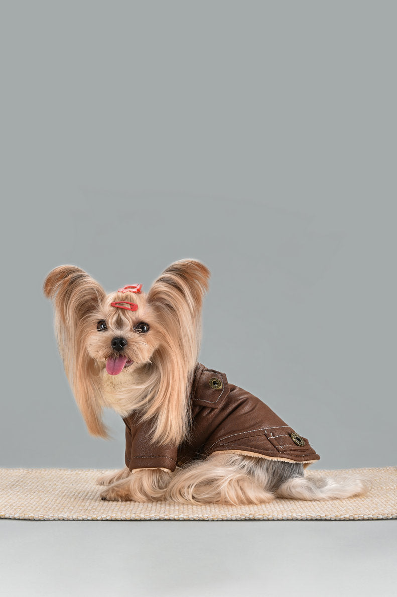 Manteau d'Hiver Douillet - élégance & Chaleur pour Chiens